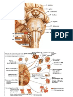 RESUMOS N CRANIANOS