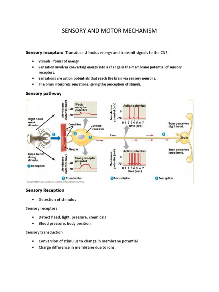 Sensory and Motor Mechanism | PDF | Stimulus (Physiology) | Senses