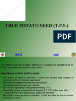 True Potato Seed