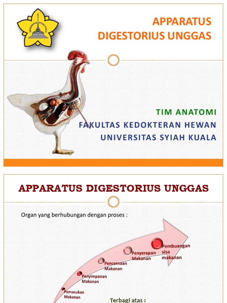 460 Contoh Gambar Unggas HD