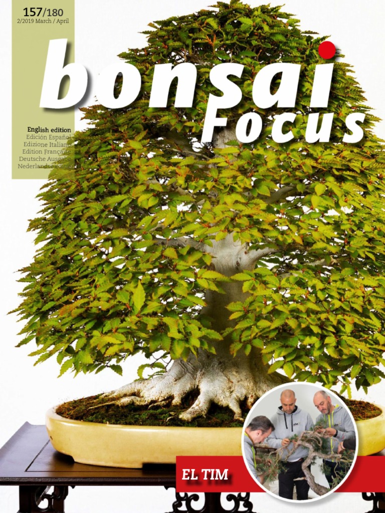 bambus aus topf bekommen Bambus Aureocaulis (Phyllostachys aureosulcata 'Aureocaulis') | 175-200 cm  im Topf main image 1