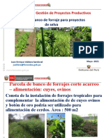 BOTON DE ORO (Tithonia Diversifolia) Banco Forrajes - Alimentación de Cuyes