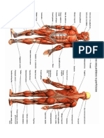 Aparato locomotor