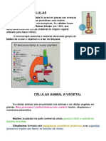 6 Ano - Ativ 2 - Microscopia Células