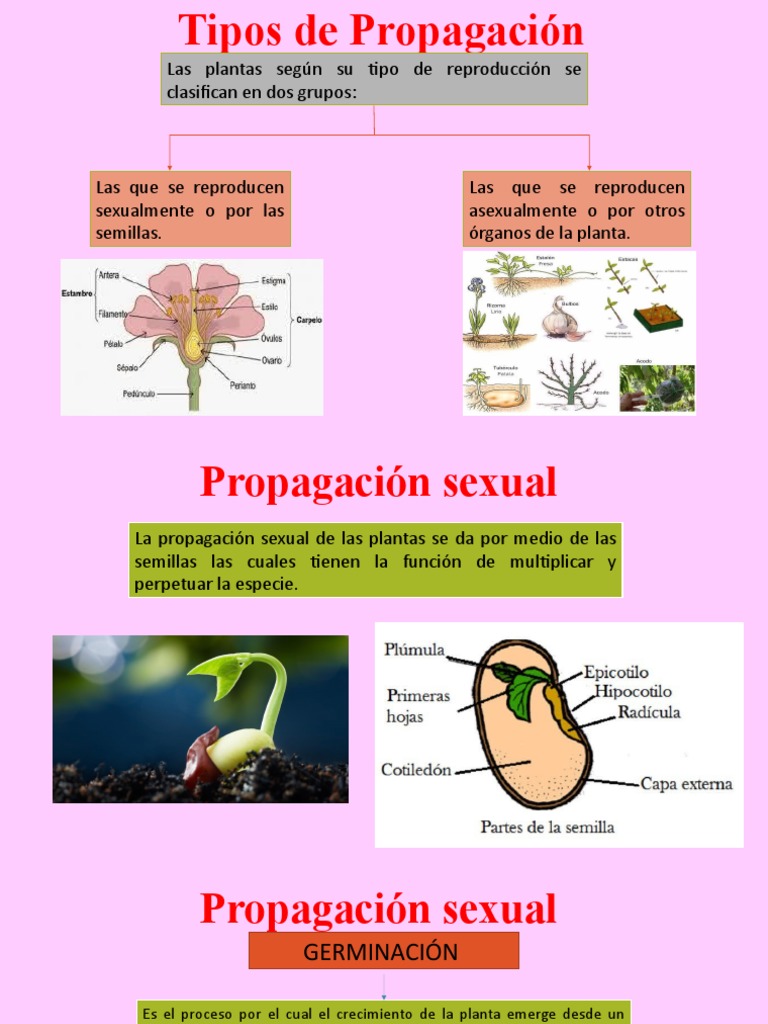 Tipos de Propagación | PDF | Tallo de la planta | Plantas