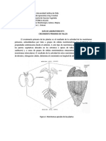 Guía+5+Crecimientoprimario+tallos1-2016+ 1