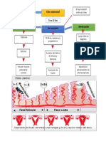 Flujograma Ciclo Menstrual