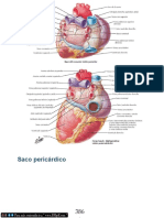 Anatomía del corazón y vasos torácicos