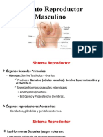 Sistema reproductor masculino