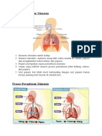 Organ Pernafasan Manusia