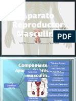 Aparato Reproductor Masculino Modificada