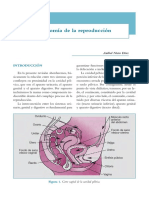 Anatomia de La Reproduccion TEMA 10