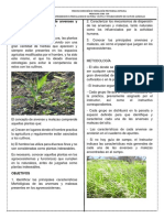 Practica de Identificación de Arvenses y Malezas en Agroecosistemas