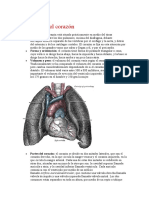 Anatomía Del Corazón