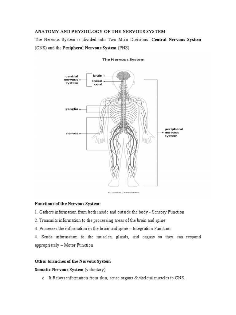 Nervous System Anatomy & Functions | PDF | Neuron | Axon