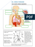 Ficha de Trabajo Sistema Respiratorio 07-06..