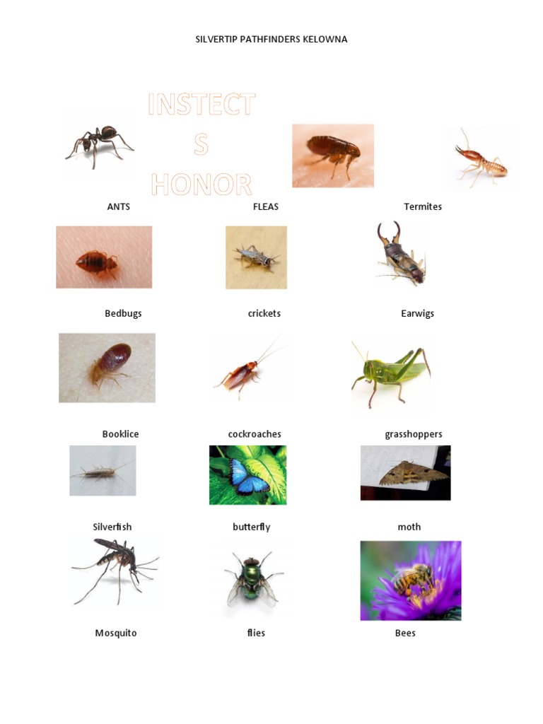 Pathfinder Insects and Wildflowers Honor | PDF