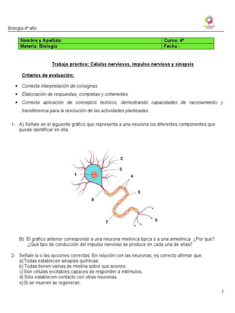 Estructura y Función de Neuronas | PDF | Potencial de acción | Neurona