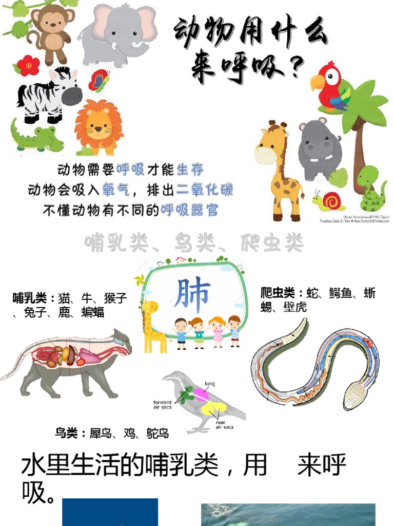 动物的呼吸器官 Pdf