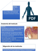 Testiculos Anatomiamariana 170315034950