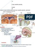 Johnson - Meninges