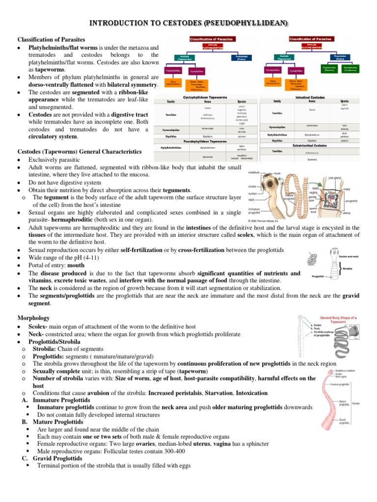 Overview of Cestodes and Tapeworms | PDF | Medical Specialties | Science