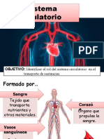 Sistema Circulatorio 30 Junio 5° C