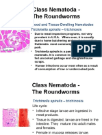 Class Nematoda - The Roundworms: Blood and Tissue-Dwelling Nematodes