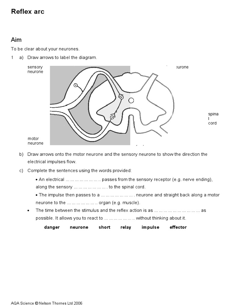 Reflex Action Worksheet , Reflex actions – VNZHEJ