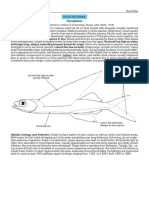 Fodiator: Exocoetidae