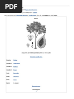 Download Copy of Carica papaya by Sidra Wajid SN51370085 doc pdf