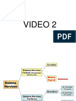 Video 2 Estructura y Funcion Basica de La Medula