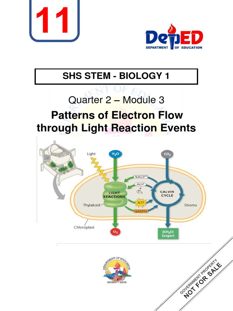 er der målbar sko SHS STEM Bio1 Q2 Week 2 Module 3 - Patterns of Electron Flow | PDF |  Photosynthesis | Cellular Processes