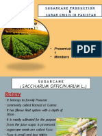 Sugarcane Production & Surar Crisis in Pakistan: - Presentation: Group - Members