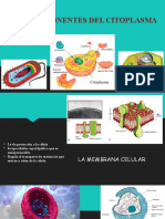 Los Componentes Del Citoplasma