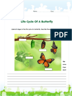 Life Cycle of A Butterfly