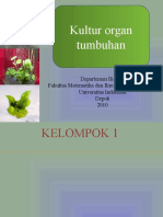 Kultur Organ Fix