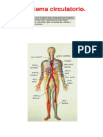 Ficha Informativa - El Sistema Circulatorio