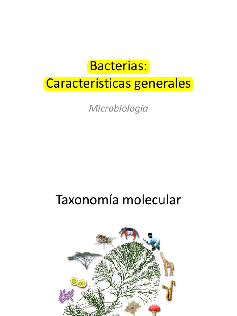 Características y Estructura de Bacterias | PDF | Las bacterias ...