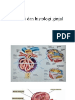 Anatmi Dan Histologi Ginjal