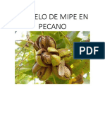 Modelo de Mipe en Pecano