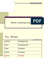 Tea Botany, Morphology, and Physiology