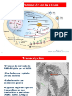 08 Transcripcion