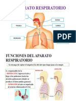 El Aparato Respiratorio