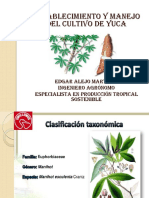 Establecimiento Del Cultivo de Yuca