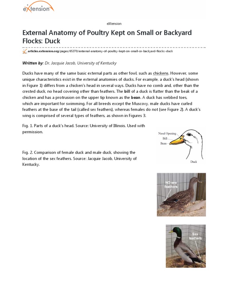 External Anatomy of Ducks Explained | PDF