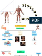 Exposición Sistema Muscular