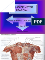 6. ATLAS DE NETER  I PARCIAL 2016