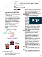 HP Lec - Cell Injury and Death