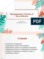 Integumentary System of Invertebrates: Prepared By: Nerizza Anne Q. Lozano